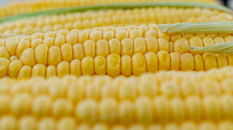 Тамбовские аграрии начали убирать урожай кукурузы