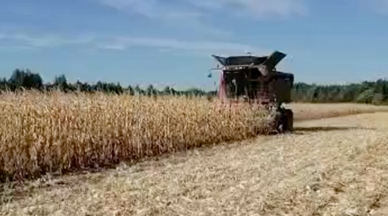 Инжавинские сельхозники первыми в области вышли на уборку кукурузы