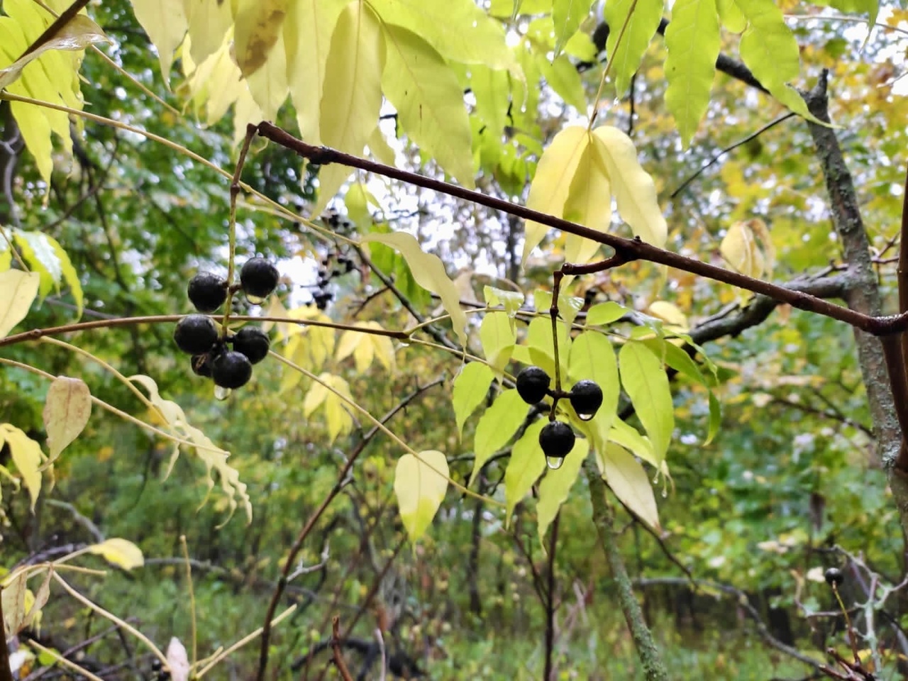 Амурский бархат Дальний Восток