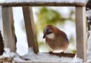 Экологический календарь — День зимующих птиц